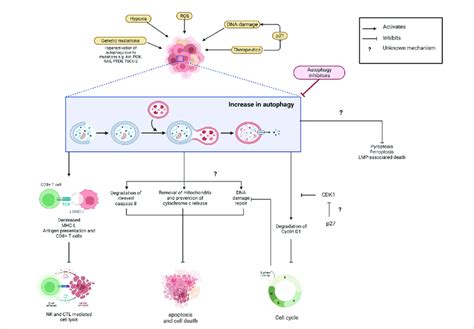 Increased autophagy prevents cancer cell elimination and contributes to... | Download Scientific ...