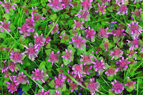 What Are The Weeds With Purple Flowers Called? - Gardening Dream