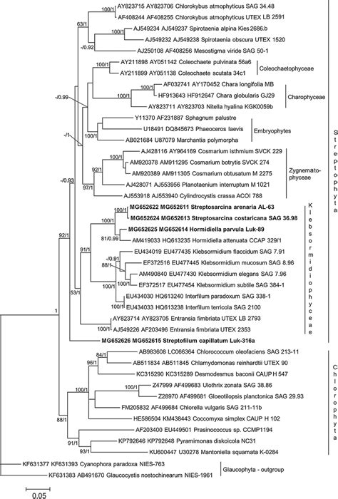 Molecular phylogeny of Streptophyta based on concatenated dataset 18S ...