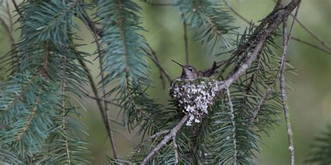 Hummingbird Nests: Our In-Depth Guide - Birdwatching Buzz