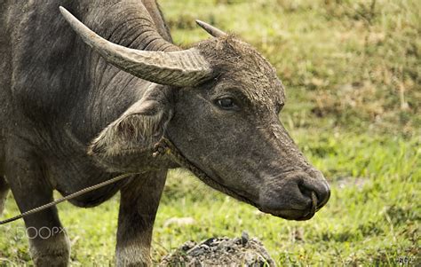 Carabao by Brian Evans / 500px