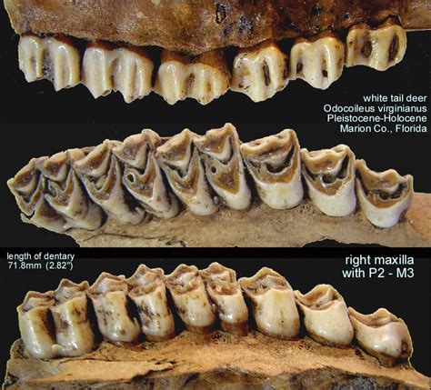 Camelid Vs Bovid Teeth Questions - Fossil ID - The Fossil Forum