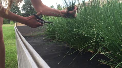 How to Harvest Chives - YouTube