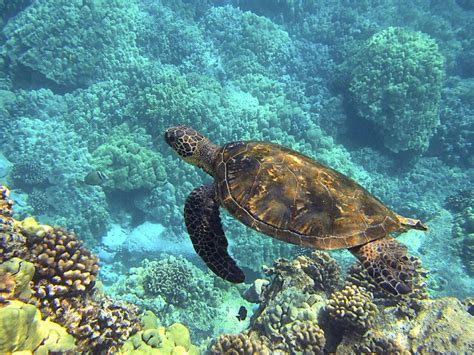 Sea Turtle Habitat - Sea Turtle Facts and Information