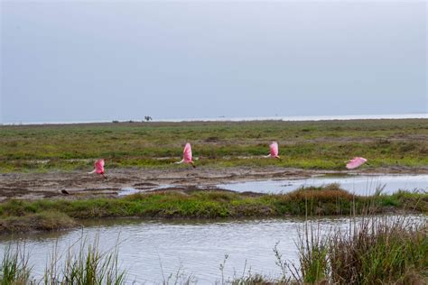 Aransas National Wildlife Refuge - Port Aransas 1streetover