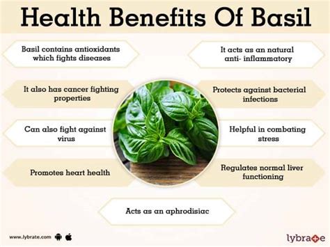 Basil Benefits And Its Side Effects | Lybrate