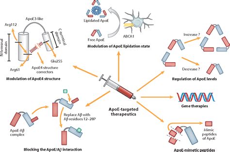 Apolipoprotein E And Alzheimer Disease - Captions Tempo