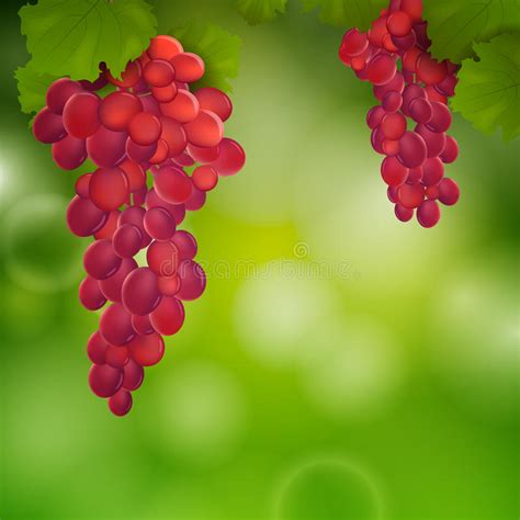 Wine Grapes stock illustration. Illustration of nature - 32656834