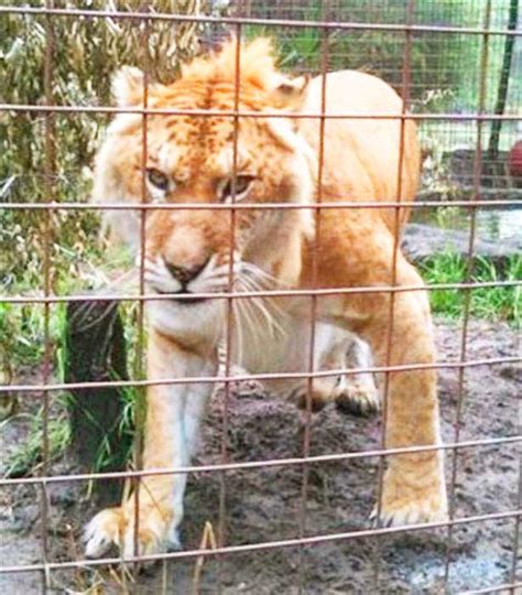 Liger at Big Cat Rescue Center, Tampa, Florida, USA | Liger Zoos