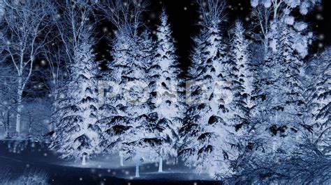 Snowy Trees At Night