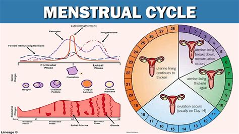 Female Reproductive Cycle Timeline