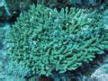 Category:Acropora divaricata - Wikimedia Commons