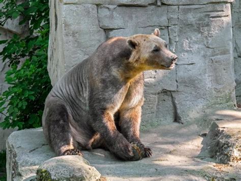 Polar bear and grizzly bear hybrids, known as 'pizzly bears,' could ...