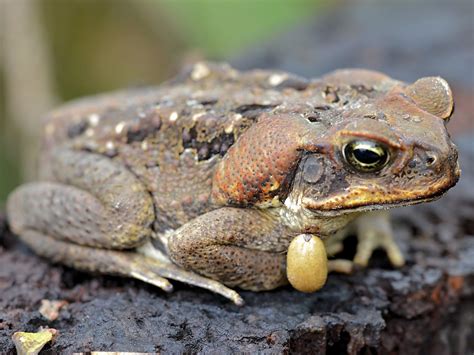 Frog Skin Under Microscope 10x | Things Under a Microscope