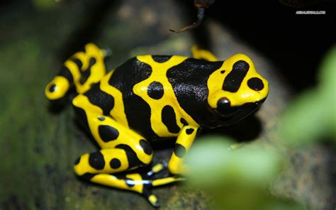 Poison dart frogs take up residence at hotel by Panama Canal - THE PANAMA PERSPECTIVE