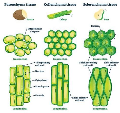 Anatomy of Flowering Plants: Cells, Tissues, & Types of Tissues