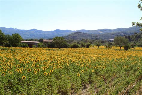 Sunflower Fields in Tuscany | Fields near The Buccelletti Fa… | Flickr