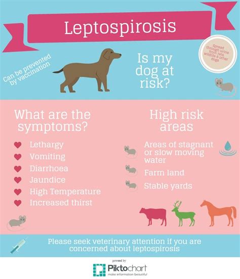 Leptospirosis in Arizona: Facts for You and Your Dog | Vet medicine, Vet tech school, Vet tech ...