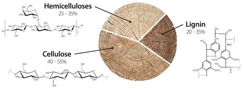 Emerging enzymes: Synbiomics integrates pulp mill data into biocatalyst toolkit - Pulp and Paper ...