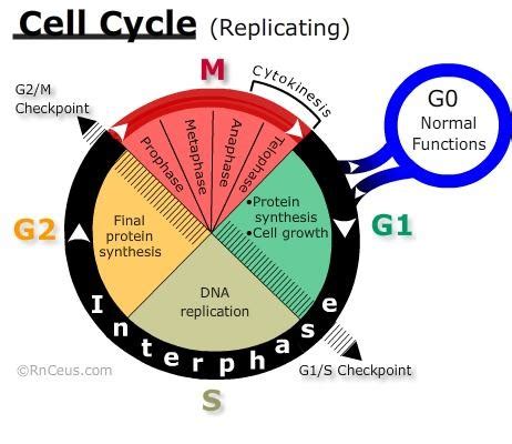 BASIC Cell Cycle Review Diagram | Quizlet