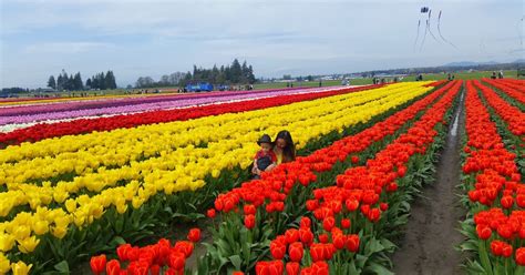 Tulips blooming in Skagit County