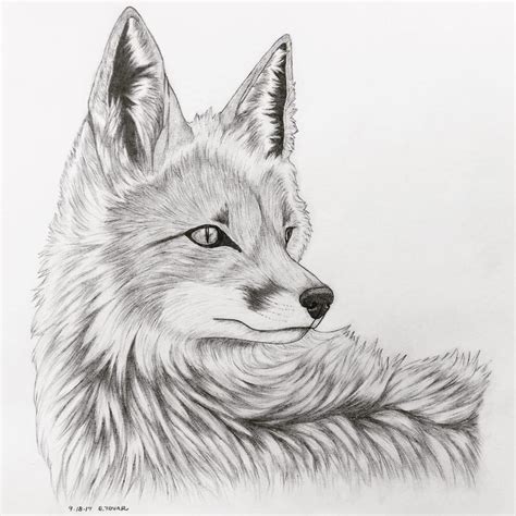 Fox Realism Pencil Sketch by Nostalga on DeviantArt