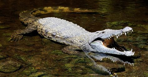 Super-Predator Crocodiles Explained in New Special: DETAILS