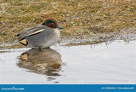 Male green-winged teal stock image. Image of natures - 135950269