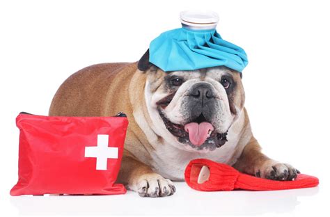 How to Cope With the Cost of a Visit to the Emergency Vet - Eastern loans