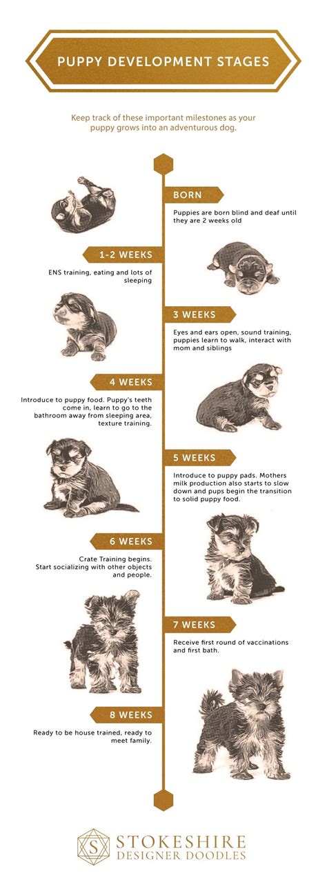 What are the Puppy Growth Stages? — STOKESHIRE