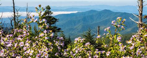 Great Smoky Mountains National Park Wildflowers: When and Where to See ...