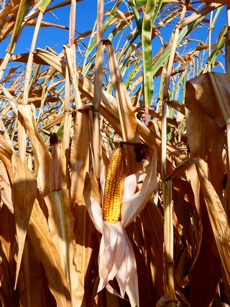 Corn, harvest, field, corn on the cob,free pictures - free image from ...