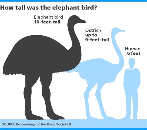 Elephant Bird Size