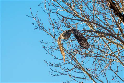 Great horned owls | Christopher Martin Photography