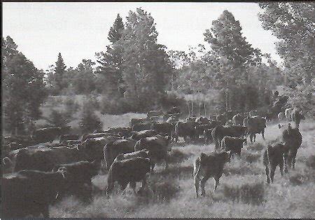 History of the Cattle Industry - CHAPS