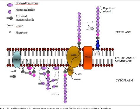 Figure 7 from Lipopolysaccharide (LPS) core biosynthesis in "Proteus mirabilis" / Estudio de la ...