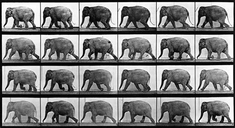 Eadweard Muybridge - A brilliant murderer studies motion