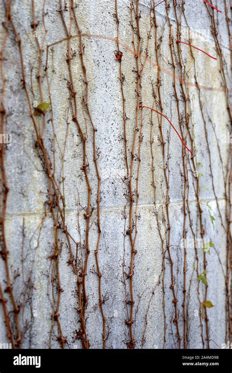 Plant clinging to a wall Stock Photo - Alamy