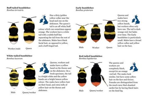 BBCT Bumblebee Identification sheet (big 8)