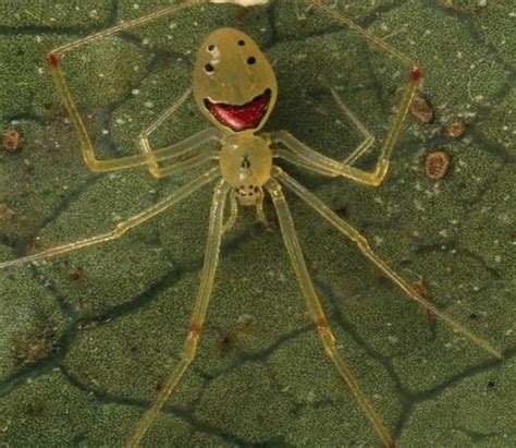 Spider Feature: The Smiling Spider - Paiyak Development