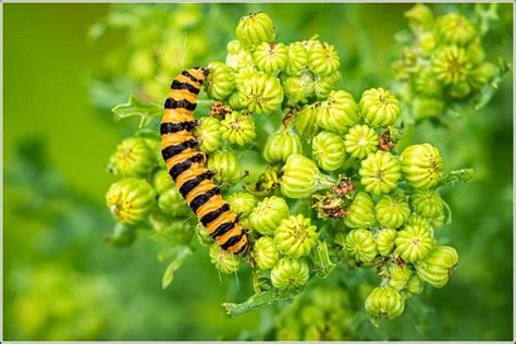 Cinnabar moth caterpillar | Munching away on yellow-flowered… | Flickr