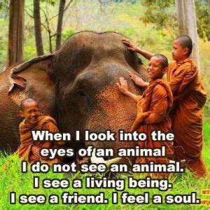 Respect For Animals Quotes. QuotesGram