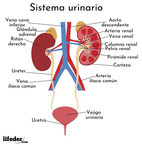 De Que Se Encargan Los Ureteres - Dinami