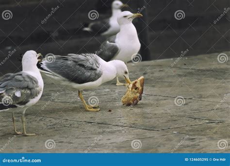 Seagull eating pizza stock image. Image of water, feathers - 124605295