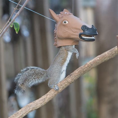 Horse Head Squirrel Feeder | Gifts For Men