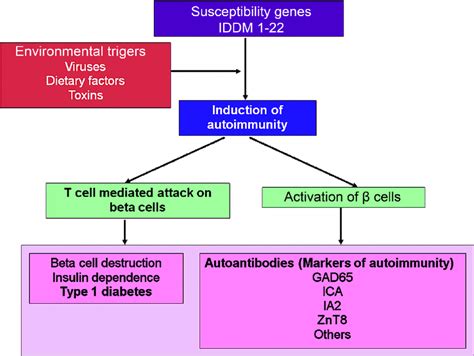 Fig. Simplified model of mechanism of autoimmunity and beta cell... | Download Scientific Diagram