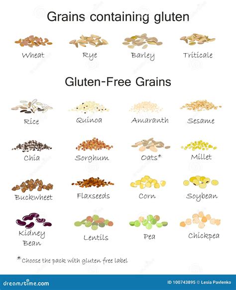 A Variety of Gluten Free and Containing Gluten Grains. Stock Vector - Illustration of millet ...