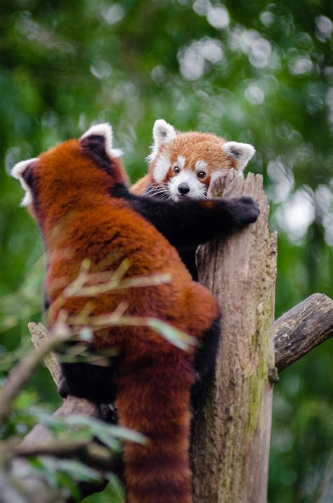 Adorable Couple Of Red Pandas Free Stock Photo - Public Domain Pictures
