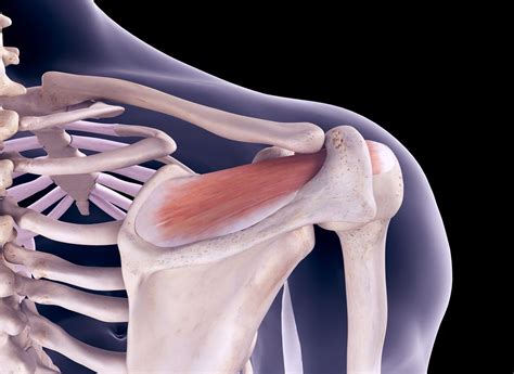 Shoulder Tendon Anatomy - Shoulder Impingement Boise | Rotator Cuff Tendons Boise ... - Muscles ...