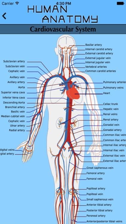 Human Body Atlas - The Handiest Human Anatomy Atlas for Organ Anatomy & Skeleton Anatomy and ...